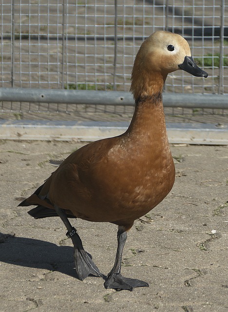 接種